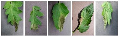 A deep learning-based model for plant lesion segmentation, subtype identification, and survival probability estimation